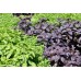 СЕМЕНА БАЗИЛИК "6 АРОМАТОВ", 1 Г GL SEEDS