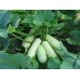 СЕМЕНА КАБАЧОК "КУСТОВОЙ", 3 Г GL SEEDS
