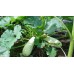 СЕМЕНА КАБАЧОК "КУСТОВОЙ", 3 Г GL SEEDS