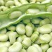 СЕМЕНА БОБЫ ТРИЖДЫ БЕЛЫЕ 5 ШТ. GL SEEDS