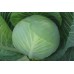 СЕМЕНА КАПУСТА ПОЗДНЯЯ "ХАРЬКОВСКАЯ ЗИМНЯЯ", 1 Г /GL SEEDS/ СЕМЕНА КАПУСТА ПОЗДНЯЯ "ХАРЬКОВСКАЯ ЗИМНЯЯ", 1 Г /GL SEEDS/