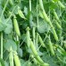 СЕМЕНА ГОРОХ РАННИЙ АЛЬФА 10 Г GL SEEDS