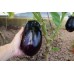 СЕМЕНА БАКЛАЖАН ДЛЯ БАРБЕКЮ "МАРЦИПАН F1", 0,3 Г GL SEEDS