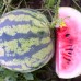 СЕМЕНА АРБУЗ "МРИЯ" 3 Г GL SEEDS СЕМЕНА АРБУЗ "МРИЯ" 3 Г GL SEEDS