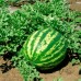 СЕМЕНА АРБУЗ "МРИЯ" 3 Г GL SEEDS СЕМЕНА АРБУЗ "МРИЯ" 3 Г GL SEEDS