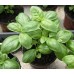 СЕМЕНА БАЗИЛИК "ВАЗОННЫЙ", 0,5 Г GL SEEDS