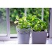 СЕМЕНА БАЗИЛИК "ВАЗОННЫЙ", 0,5 Г GL SEEDS