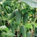 СЕМЕНА ОГУРЕЦ "КУСТОВОЙ ДАР", 1 Г /GL SEEDS/ СЕМЕНА ОГУРЕЦ "КУСТОВОЙ ДАР", 1 Г /GL SEEDS/