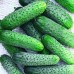 СЕМЕНА ОГУРЕЦ "ГУРМАН", 1 Г /GL SEEDS/ СЕМЕНА ОГУРЕЦ "ГУРМАН", 1 Г /GL SEEDS/