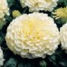 СЕМЕНА БАРХАТЦЫ МАХРОВЫЕ "БЕЛЫЙ ШАР", 0,1 Г GL SEEDS СЕМЕНА БАРХАТЦЫ МАХРОВЫЕ "БЕЛЫЙ ШАР", 0,1 Г GL SEEDS