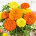 СЕМЕНА БАРХАТЦЫ КРУПНОЦВЕТКОВЫЕ "КУПИДОН MIX", 0,2 Г GL SEEDS СЕМЕНА БАРХАТЦЫ КРУПНОЦВЕТКОВЫЕ "КУПИДОН MIX", 0,2 Г GL SEEDS
