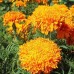 СЕМЕНА БАРХАТЦЫ "ФАНТАСТИК MIX", 0,2 Г GL SEEDS СЕМЕНА БАРХАТЦЫ "ФАНТАСТИК MIX", 0,2 Г GL SEEDS