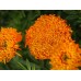 СЕМЕНА БАРХАТЦЫ "ФАНТАСТИК MIX", 0,2 Г GL SEEDS СЕМЕНА БАРХАТЦЫ "ФАНТАСТИК MIX", 0,2 Г GL SEEDS