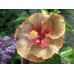 СЕМЕНА ГИБИСКУС "АЙС КРИМ", 0,2 Г GL SEEDS СЕМЕНА ГИБИСКУС "АЙС КРИМ", 0,2 Г GL SEEDS