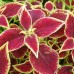 СЕМЕНА КОЛЕУС "ВИЗАРД СКАРЛЕТ", 10 ШТ. /GL SEEDS/