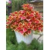 СЕМЕНА КОЛЕУС "ВИЗАРД СКАРЛЕТ", 10 ШТ. /GL SEEDS/