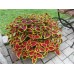 СЕМЕНА КОЛЕУС "ВИЗАРД СКАРЛЕТ", 10 ШТ. /GL SEEDS/