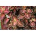 СЕМЕНА КОЛЕУС "ВИЗАРД КОЛОР МИКС", 10 ШТ. GL SEEDS