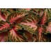 СЕМЕНА КОЛЕУС "ВИЗАРД КОЛОР МИКС", 10 ШТ. GL SEEDS