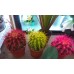КАКТУС ЭХИНОГРУЗОН RAINBOW, 10 СМ, 1 ШТ.
