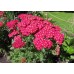 СЕМЕНА ТЫСЯЧЕЛИСТНИК "ВИШНЕВАЯ КОРОЛЕВА", 0,1 Г LEDAAGRO СЕМЕНА ТЫСЯЧЕЛИСТНИК "ВИШНЕВАЯ КОРОЛЕВА", 0,1 Г LEDAAGRO