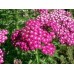 СЕМЕНА ТЫСЯЧЕЛИСТНИК "ВИШНЕВАЯ КОРОЛЕВА", 0,1 Г LEDAAGRO СЕМЕНА ТЫСЯЧЕЛИСТНИК "ВИШНЕВАЯ КОРОЛЕВА", 0,1 Г LEDAAGRO
