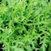 СЕМЕНА РУККОЛА ДИКАЯ "СИЛЬВЕТТА", 1 Г LEDAAGRO
