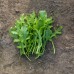 СЕМЕНА РУККОЛА ДИКАЯ "СИЛЬВЕТТА", 1 Г LEDAAGRO