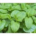 СЕМЕНА МЕЛИССА "ЛИМОННЫЙ БАЛЬЗАМ", 0,1 Г LEDAAGRO