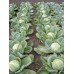 СЕМЕНА КАПУСТА БЕЛОКОЧАННАЯ "ПОДАРОК", 150 ШТ. ГЕЛИОС СЕМЕНА КАПУСТА БЕЛОКОЧАННАЯ "ПОДАРОК", 150 ШТ. ГЕЛИОС