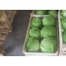 СЕМЕНА КАПУСТА БЕЛОКОЧАННАЯ "ЗИМОВКА", 150 ШТ. ГЕЛИОС СЕМЕНА КАПУСТА БЕЛОКОЧАННАЯ "ЗИМОВКА", 150 ШТ. ГЕЛИОС