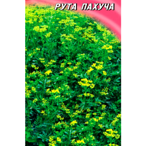 СЕМЕНА РУТА ПАХУЧАЯ, 100 ШТ. ГЕЛИОС