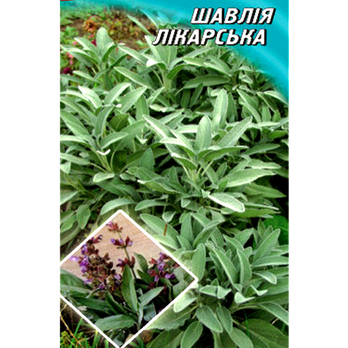 СЕМЕНА ШАЛФЕЙ ЛЕКАРСТВЕННЫЙ, 0.2 Г ГЕЛИОС
