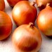СЕМЕНА ЛУК ГЛОБУС 1 Г НК ЭЛИТ