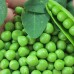 СЕМЕНА ГОРОХ ТИАРА 20 Г НК ЭЛИТ