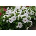 СЕМЕНА ГИБИСКУС СОКРОВИЩЕ КОРОНЫ, 5 ШТ. GL SEEDS