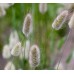 СЕМЕНА ЛАГУРУС ЗАЙЦЕХВОСТ, 0.1 Г GL SEEDS СЕМЕНА ЛАГУРУС ЗАЙЦЕХВОСТ, 0.1 Г GL SEEDS