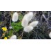 СЕМЕНА ЛАГУРУС ЗАЙЦЕХВОСТ, 0.1 Г GL SEEDS СЕМЕНА ЛАГУРУС ЗАЙЦЕХВОСТ, 0.1 Г GL SEEDS