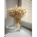 СЕМЕНА ЛАГУРУС ЗАЙЦЕХВОСТ, 0.1 Г GL SEEDS СЕМЕНА ЛАГУРУС ЗАЙЦЕХВОСТ, 0.1 Г GL SEEDS