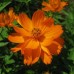 СЕМЕНА КОСМЕЯ МАХРОВАЯ, 0.25 Г GL SEEDS СЕМЕНА КОСМЕЯ МАХРОВАЯ, 0.25 Г GL SEEDS