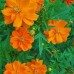 СЕМЕНА КОСМЕЯ МАХРОВАЯ, 0.25 Г GL SEEDS СЕМЕНА КОСМЕЯ МАХРОВАЯ, 0.25 Г GL SEEDS