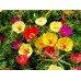 СЕМЕНА ПОРТУЛАК БАРОККО MIX, 0.25 Г GL SEEDS СЕМЕНА ПОРТУЛАК БАРОККО MIX, 0.25 Г GL SEEDS