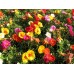 СЕМЕНА ПОРТУЛАК БАРОККО MIX, 0.25 Г GL SEEDS СЕМЕНА ПОРТУЛАК БАРОККО MIX, 0.25 Г GL SEEDS