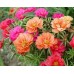 СЕМЕНА ПОРТУЛАК САМОЦВЕТЫ, 0.25 Г GL SEEDS
