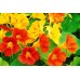СЕМЕНА НАСТУРЦИЯ АЛЯСКА, 1 Г GL SEEDS СЕМЕНА НАСТУРЦИЯ АЛЯСКА, 1 Г GL SEEDS