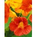 СЕМЕНА НАСТУРЦИЯ АЛЯСКА, 1 Г GL SEEDS СЕМЕНА НАСТУРЦИЯ АЛЯСКА, 1 Г GL SEEDS