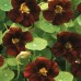 СЕМЕНА НАСТУРЦИЯ БЛЭК ВЕЛЬВЕТ, 1 Г GL SEEDS СЕМЕНА НАСТУРЦИЯ БЛЭК ВЕЛЬВЕТ, 1 Г GL SEEDS