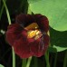 СЕМЕНА НАСТУРЦИЯ БЛЭК ВЕЛЬВЕТ, 1 Г GL SEEDS СЕМЕНА НАСТУРЦИЯ БЛЭК ВЕЛЬВЕТ, 1 Г GL SEEDS