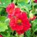 СЕМЕНА НАСТУРЦИЯ ИМПЕРАТРИЦА, 1 Г GL SEEDS СЕМЕНА НАСТУРЦИЯ ИМПЕРАТРИЦА, 1 Г GL SEEDS