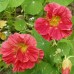 СЕМЕНА НАСТУРЦИЯ ИМПЕРАТРИЦА, 1 Г GL SEEDS СЕМЕНА НАСТУРЦИЯ ИМПЕРАТРИЦА, 1 Г GL SEEDS